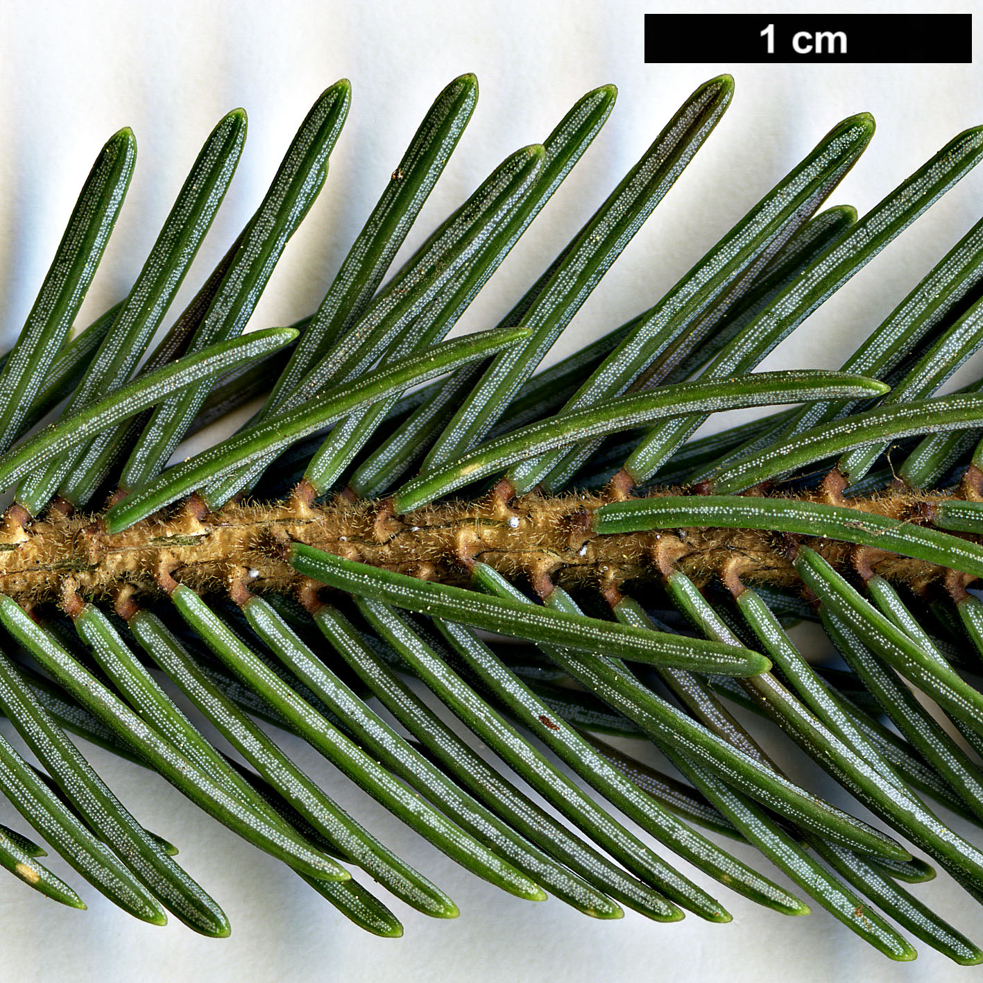 High resolution image: Family: Pinaceae - Genus: Picea - Taxon: likiangensis - SpeciesSub: var. rubescens High resolution image: Family: Pinaceae - Genus: Picea - Taxon: likiangensis - SpeciesSub: var. rubescens